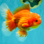 AAA Grade Red White Oranda Male 5.5 inches #080726OR_10