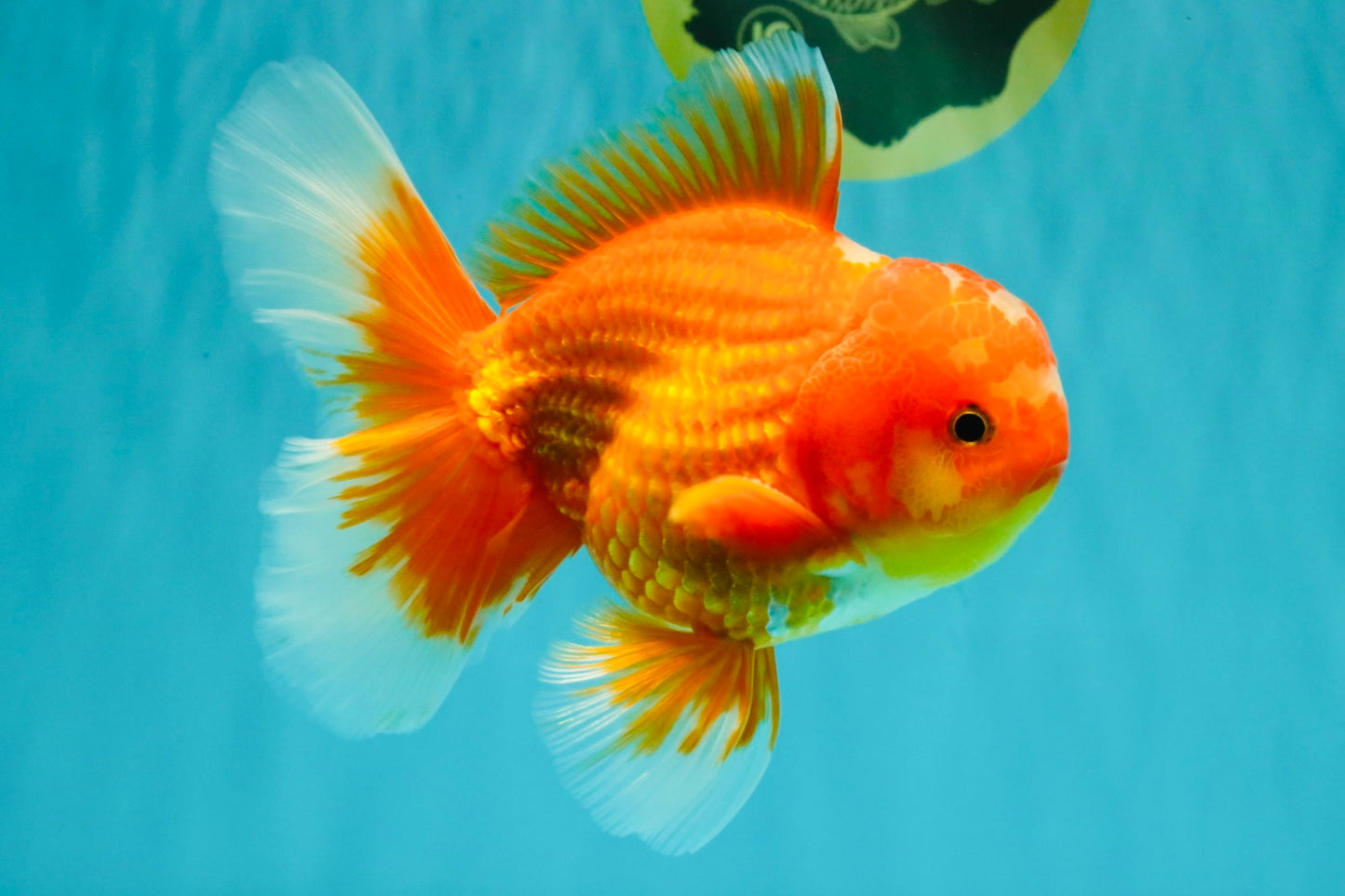 AAA Grade Red White Oranda Male 5.5 inches #080726OR_10
