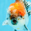 CHUNKY AAA Grade Kirin Calico Oranda Male 6.5 inches #041026OR_02