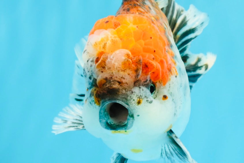 CHUNKY AAA Grade Kirin Calico Oranda Male 6.5 inches #041026OR_02
