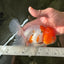 Sakura Oranda Male 5.5 inches #110124OR_13