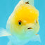 SUNNY White Oranda Female 5-5.5 inches #041026OR_08