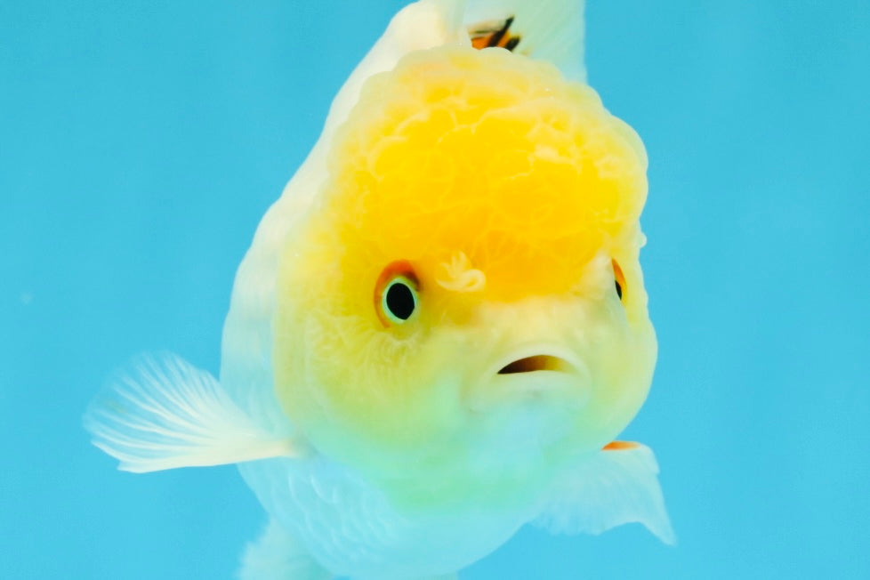 SUNNY White Oranda Female 5-5.5 inches #041026OR_08