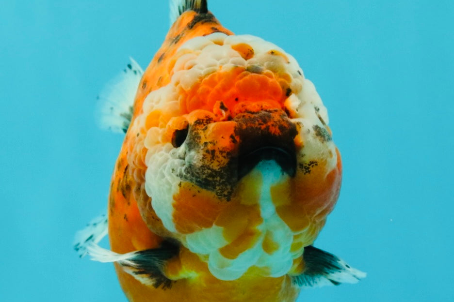 SPECIAL A Grade Sakura Yuanbao Female 5.5-6 inches #032026YB_27