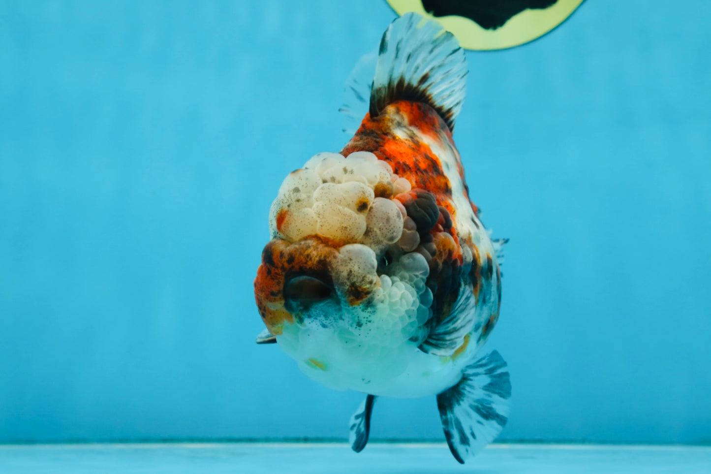 A Grade CHUBBY Calico Yuanbao Female 5-5.5 inches #091925YB_20