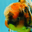 A Grade Calico Oranda Male 6.5-7 inches #082126OR_14