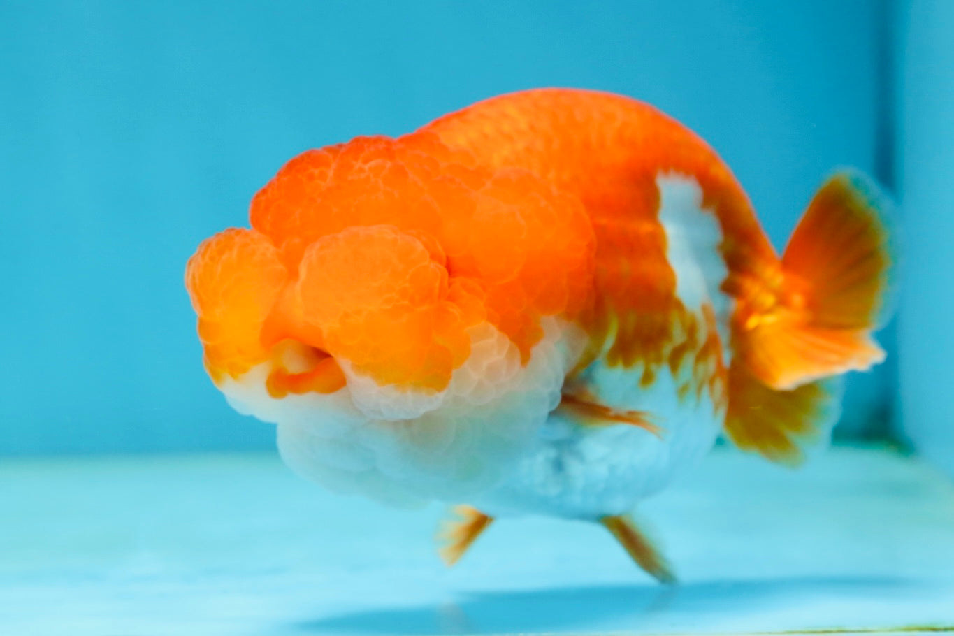 A Grade Red White LionQueen 4.5 inches #062725LC_06