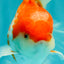 A Grade Polkadot Red White Oranda Male 5.5 inches #100926OR_13