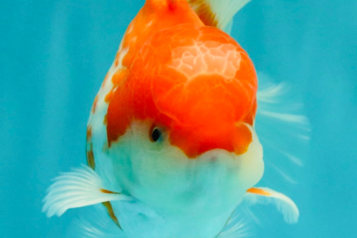 A Grade Polkadot Red White Oranda Male 5.5 inches #100926OR_13