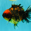 A Grade Tiger Oranda Male 5-5.5 inches #090426OR_06