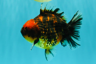 A Grade Tiger Oranda Male 5-5.5 inches #090426OR_06