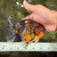 A Grade Tiger Oranda Male 5-5.5 inches #090426OR_06