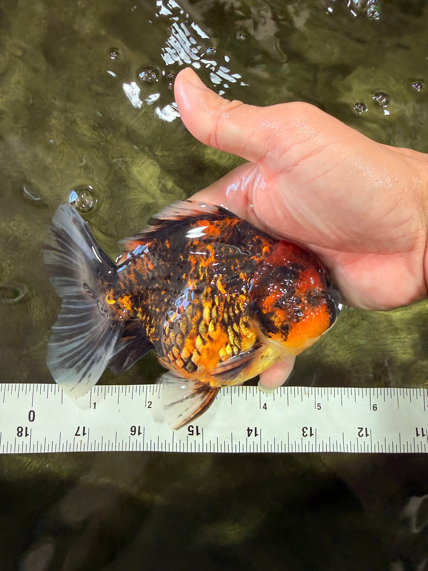 A Grade Tiger Oranda Male 5-5.5 inches #090426OR_06