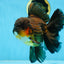 AAA Grade GIANT Godzilla Apache Oranda Male 6.5 inches #090525OR_09