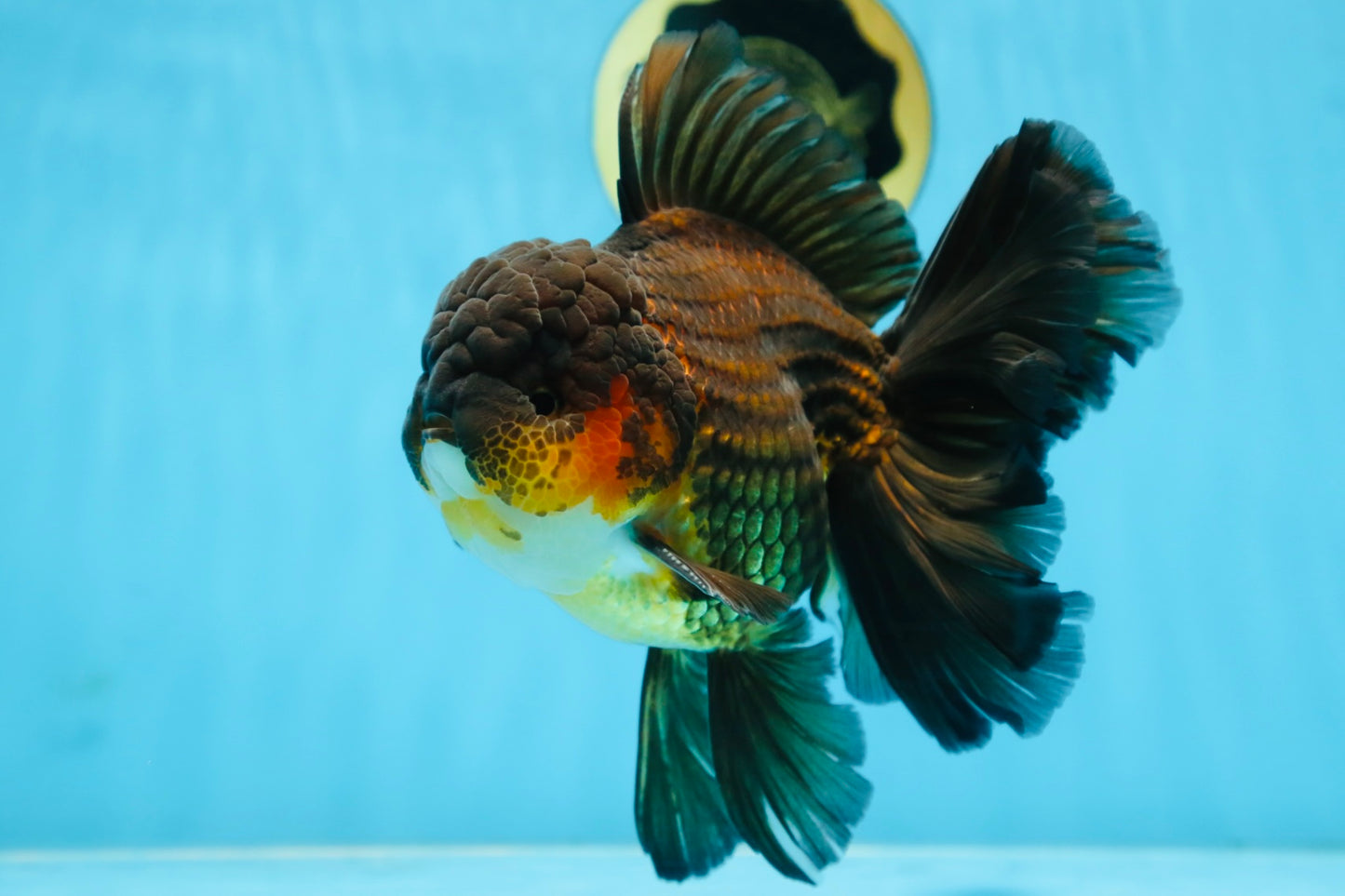 AAA Grade GIANT Godzilla Apache Oranda Male 6.5 inches #090525OR_09