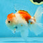 AAA Grade PUPPY Sakura Oranda Male 5 inches #062025OR_14