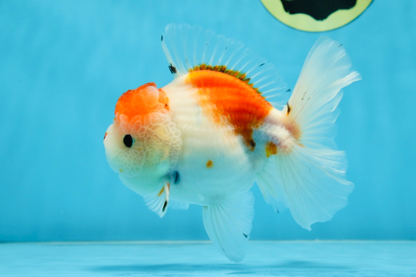 AAA Grade PUPPY Sakura Oranda Male 5 inches #062025OR_14