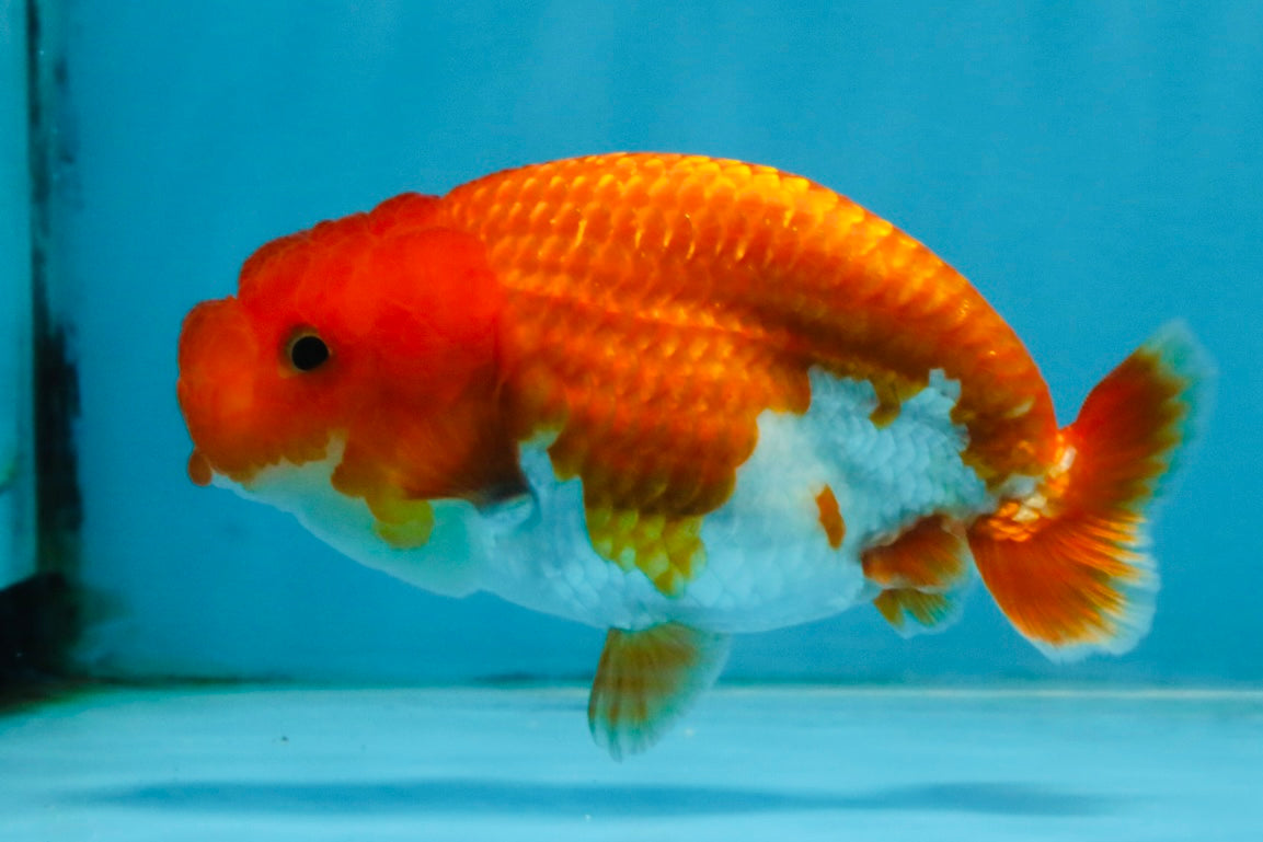 A Grade Red White LionQueen 4 inches #112825LC_04