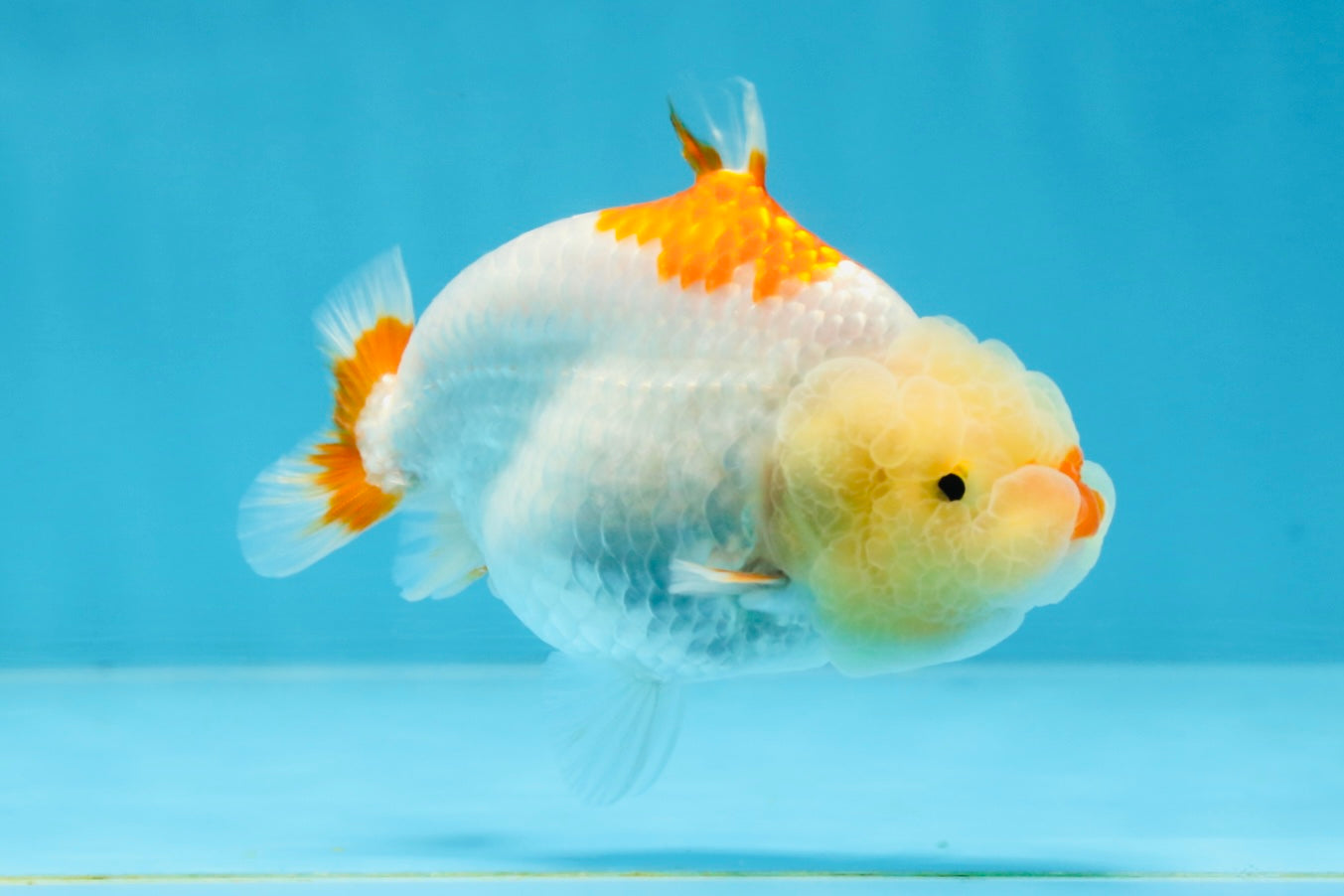 AAA Grade Red White Shark LionQueen 4 inches #101725LC_01