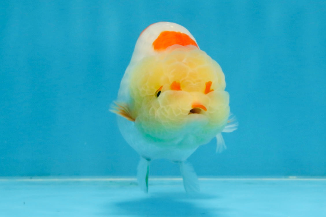 AAA Grade Pompom Kohaku LionQueen 4-4.5 inches #103125LC_19