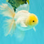 A Grade White Oranda Male 5.5 inches #101626OR_13