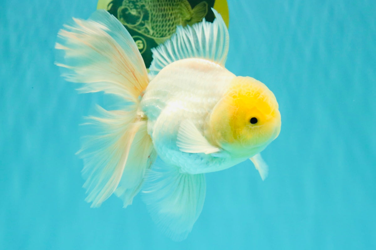 A Grade White Oranda Male 5.5 inches #101626OR_13