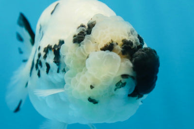 SPECIAL YIN-YANG AAA Grade Cow LionQueen 4 inches #081525LC_03