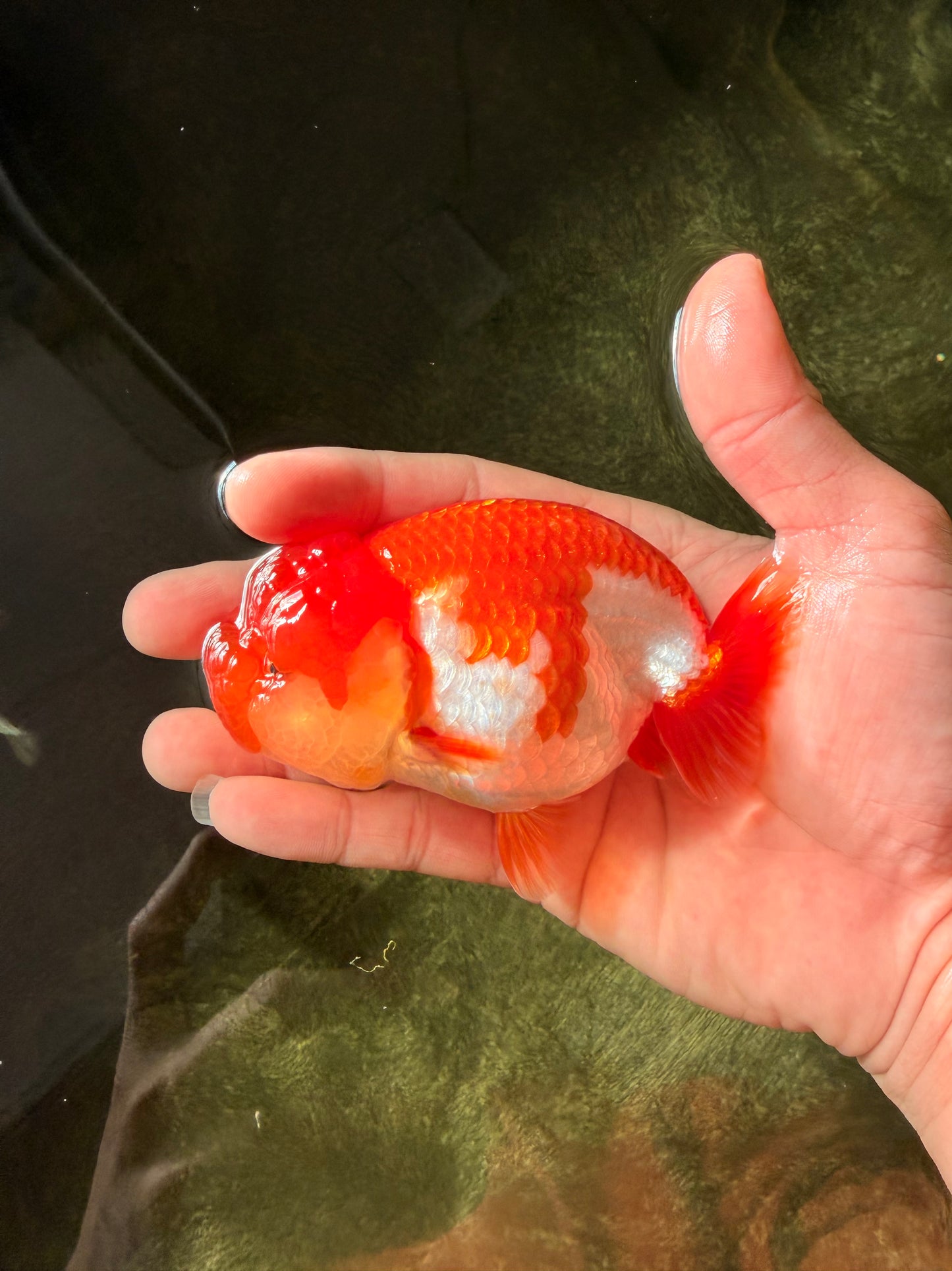 TOMATO A Grade Red White LionQueen 4-4.5 inches #032726LC_17