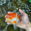 AAA Grade Godzilla Sakura Button Eyes Oranda Male 5-5.5 inches #052325_10