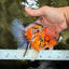 A Grade Tiger Oranda Male 5.5-6 inches #081426OR_04