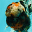 A Grade Real Calico Oranda Male 5.5 inches #062626OR_32