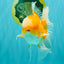 A Grade Cheese Orange White Oranda Male 5.5 inches #062626OR_22