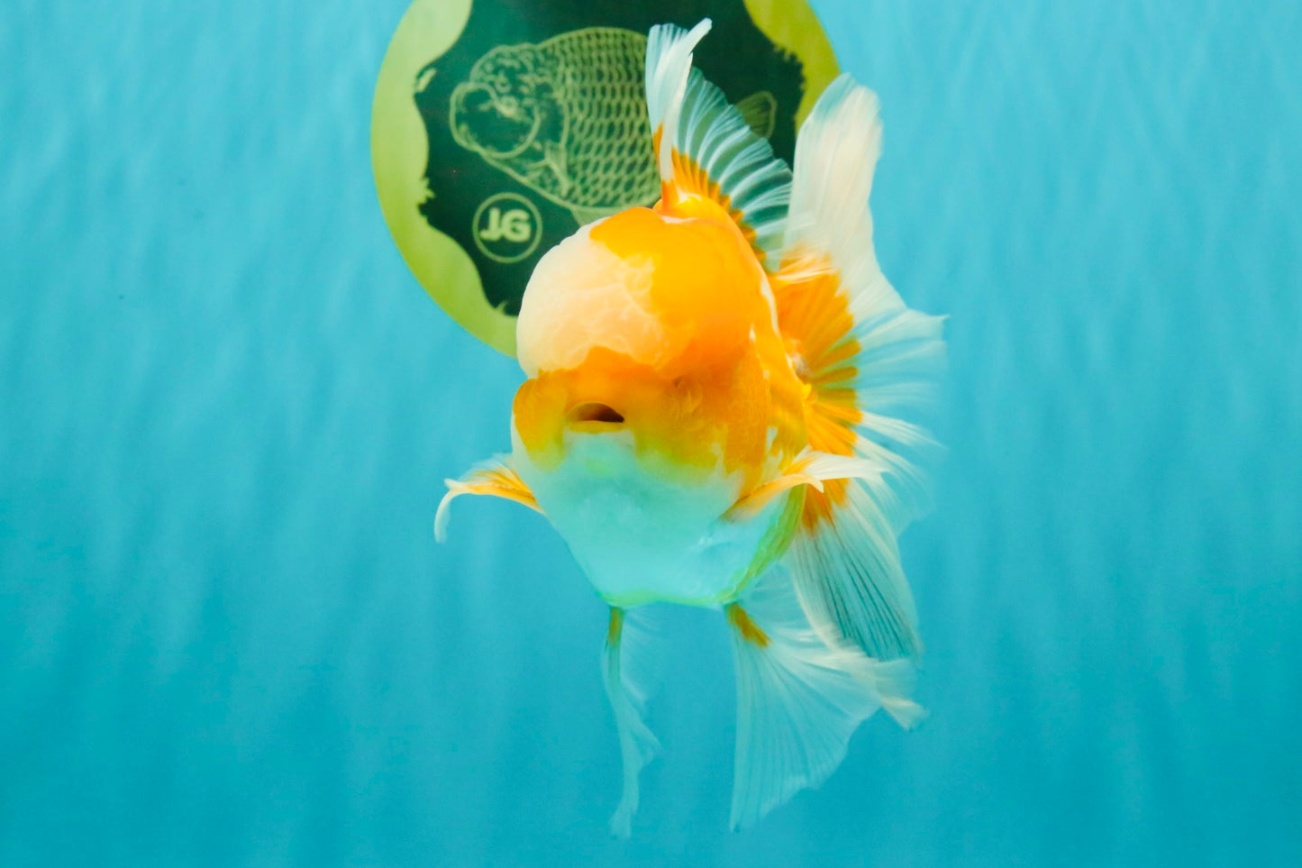 A Grade Cheese Orange White Oranda Male 5.5 inches #062626OR_22