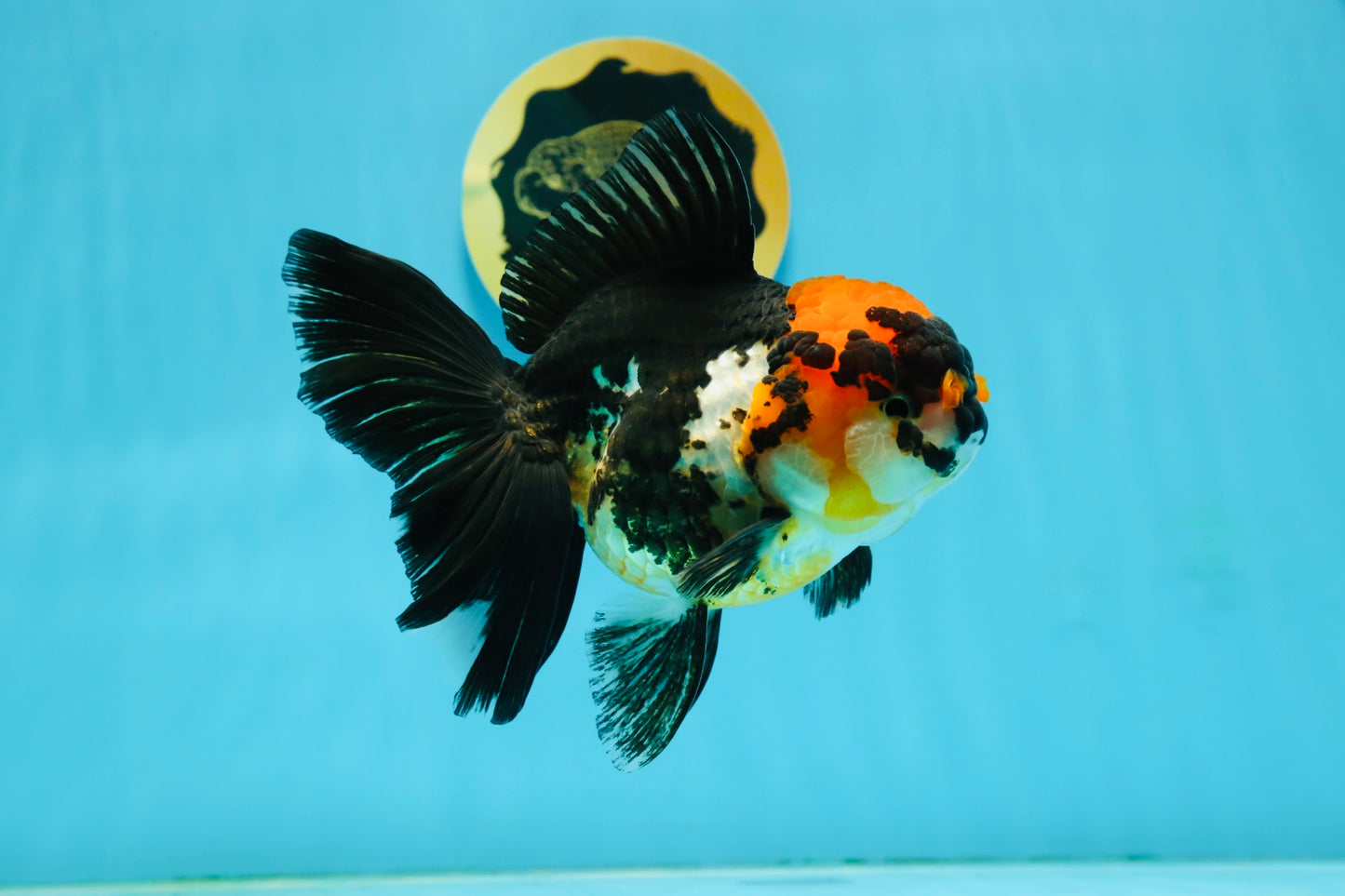 A Grade Tricolor Oranda Female 5-5.5 inches #120624OR_13