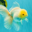 A Grade White Oranda Male 5.5 inches #101626OR_13