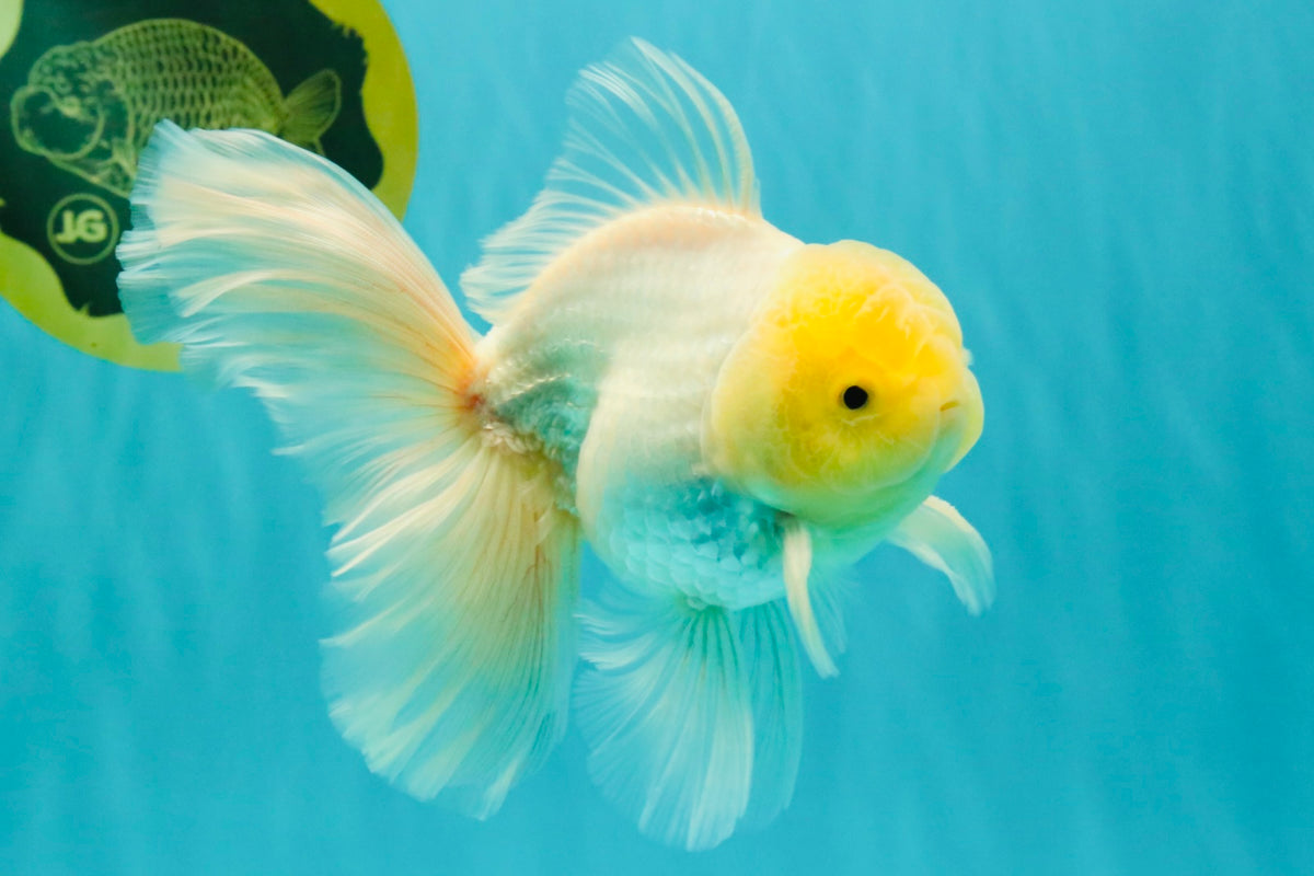 A Grade White Oranda Male 5.5 inches #101626OR_13