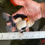 A Grade Tricolor Oranda Female 5-5.5 inches #081525OR_29