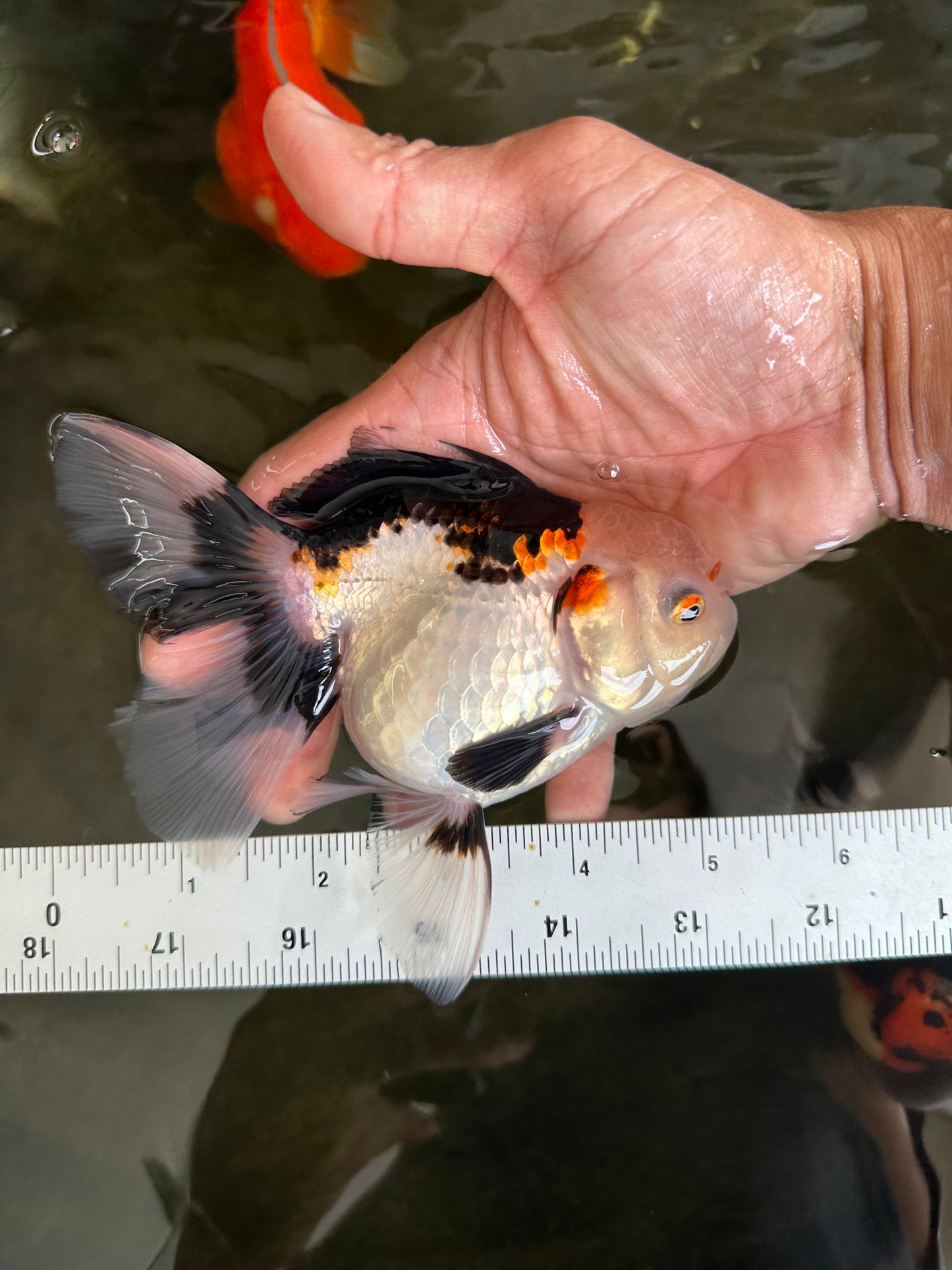 A Grade Tricolor Oranda Female 5-5.5 inches #081525OR_29