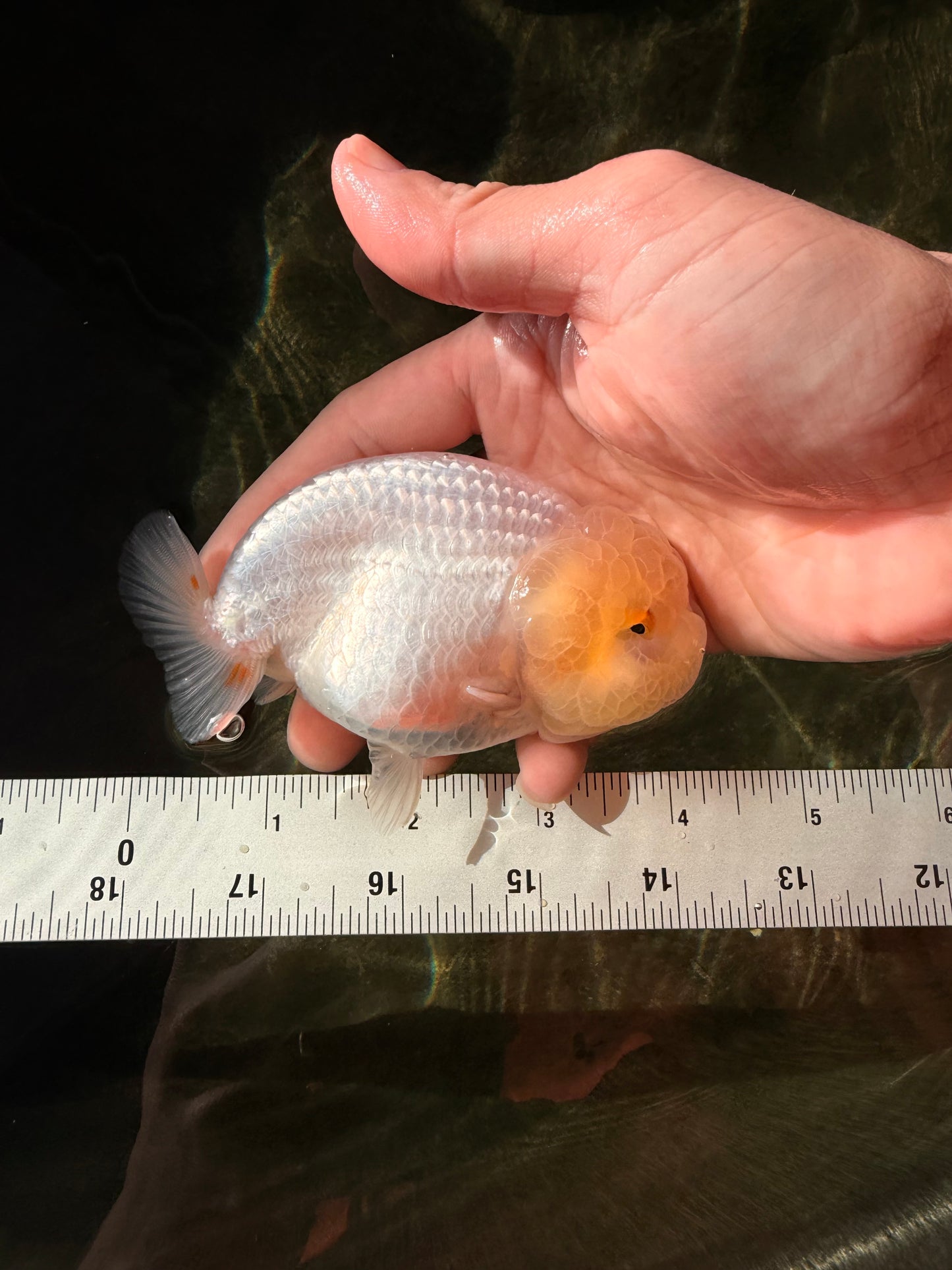 A Grade White LionQueen 4-4.5 inches #032726LC_20