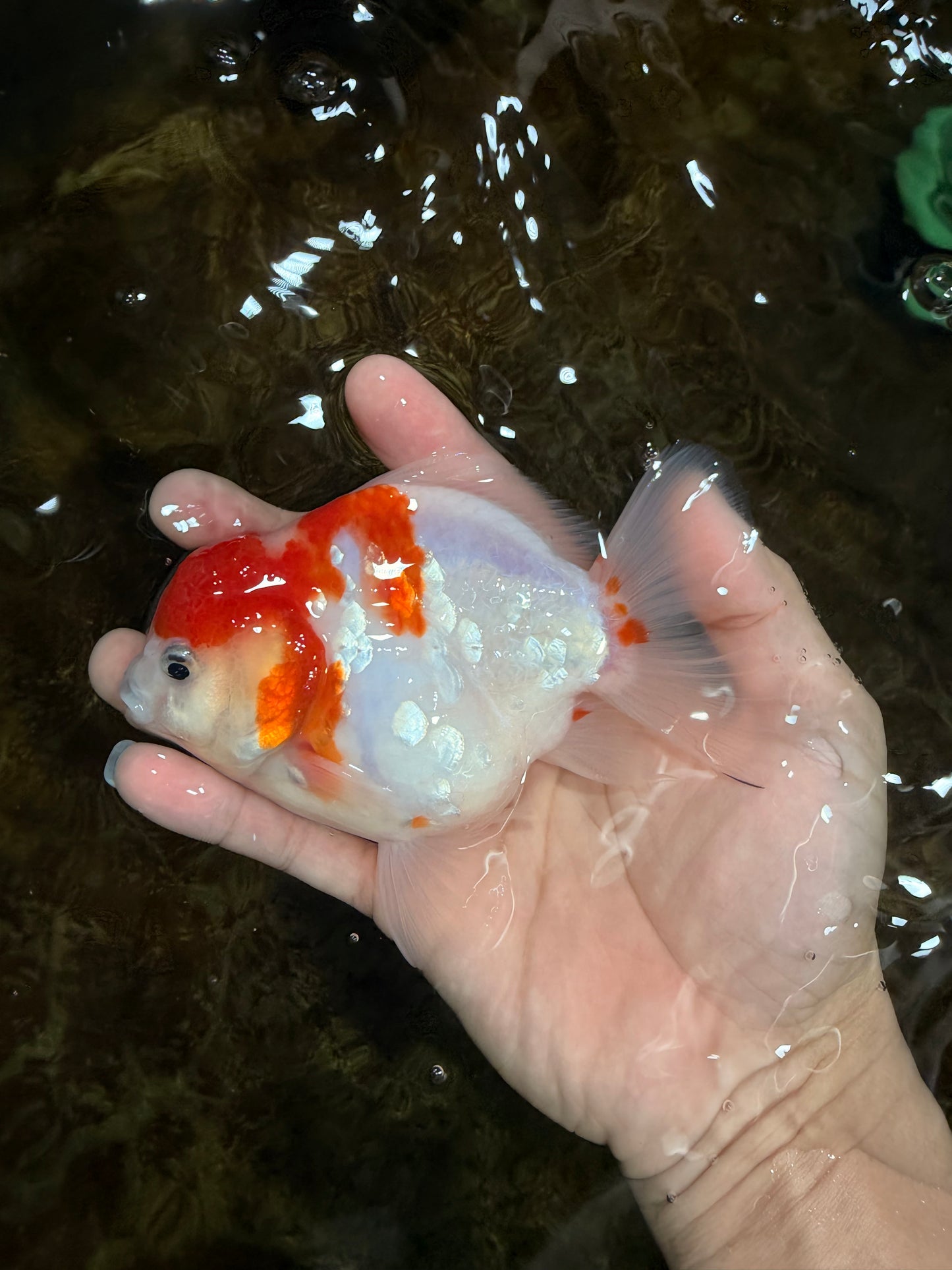 FANCY A Grade Kohaku Sakura Yuanbao Male 4.5-5 inches #112825YB_19