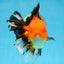 AAA Grade THICK BODY Apache Oranda Male 6-6.5 inches #082925OR_14