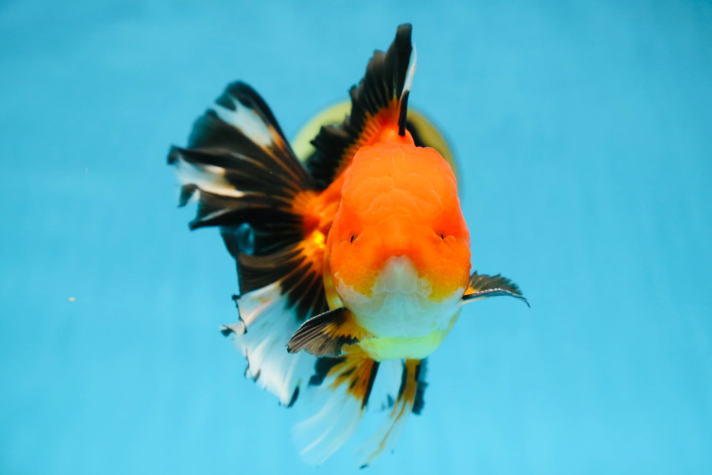 AAA Grade THICK BODY Apache Oranda Male 6-6.5 inches #082925OR_14