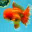 TOMATO AAA Grade Red White Oranda Male 6.5 inches #022026OR_05