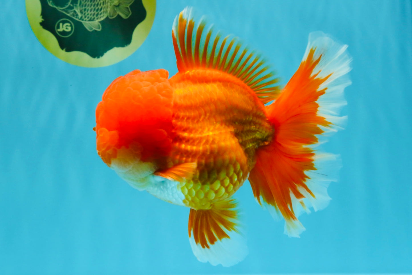 TOMATO AAA Grade Red White Oranda Male 6.5 inches #022026OR_05