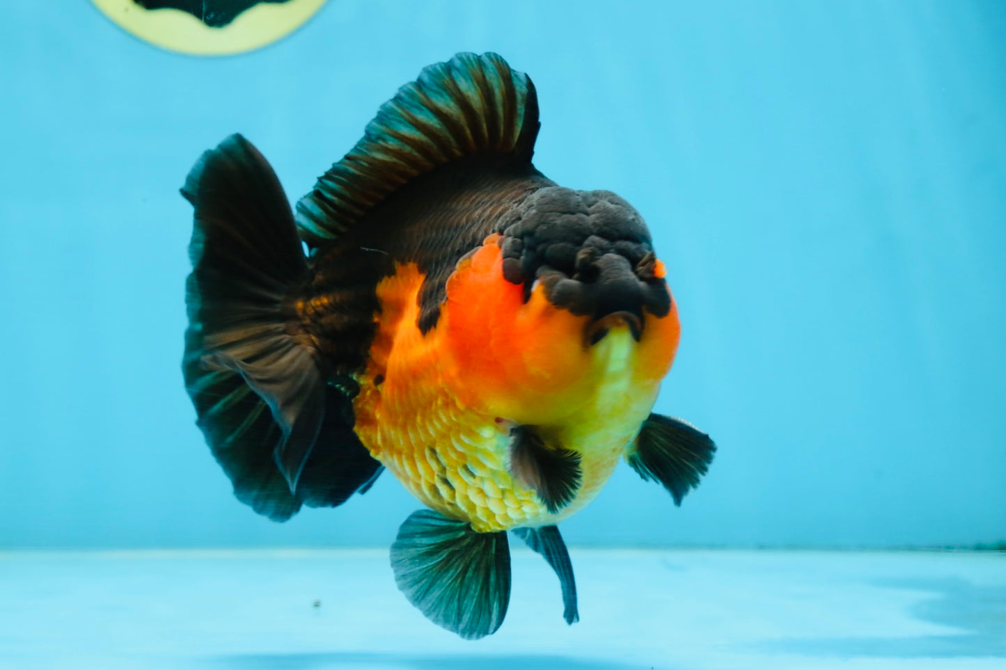 A Grade Apache Yuanbao Male 5 inches #101025YB_26