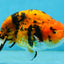 A Grade Tiger Ranchu Male 5 inches #062725LC_04