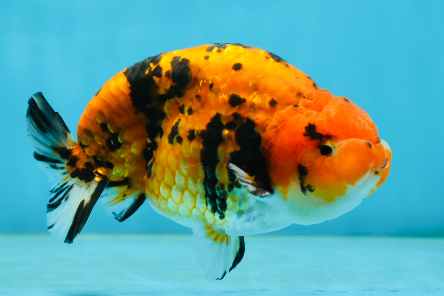 A Grade Tiger Ranchu Male 5 inches #062725LC_04