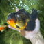 AAA Grade Godzilla Apache Oranda Male 5.5 inches #050925OR_55