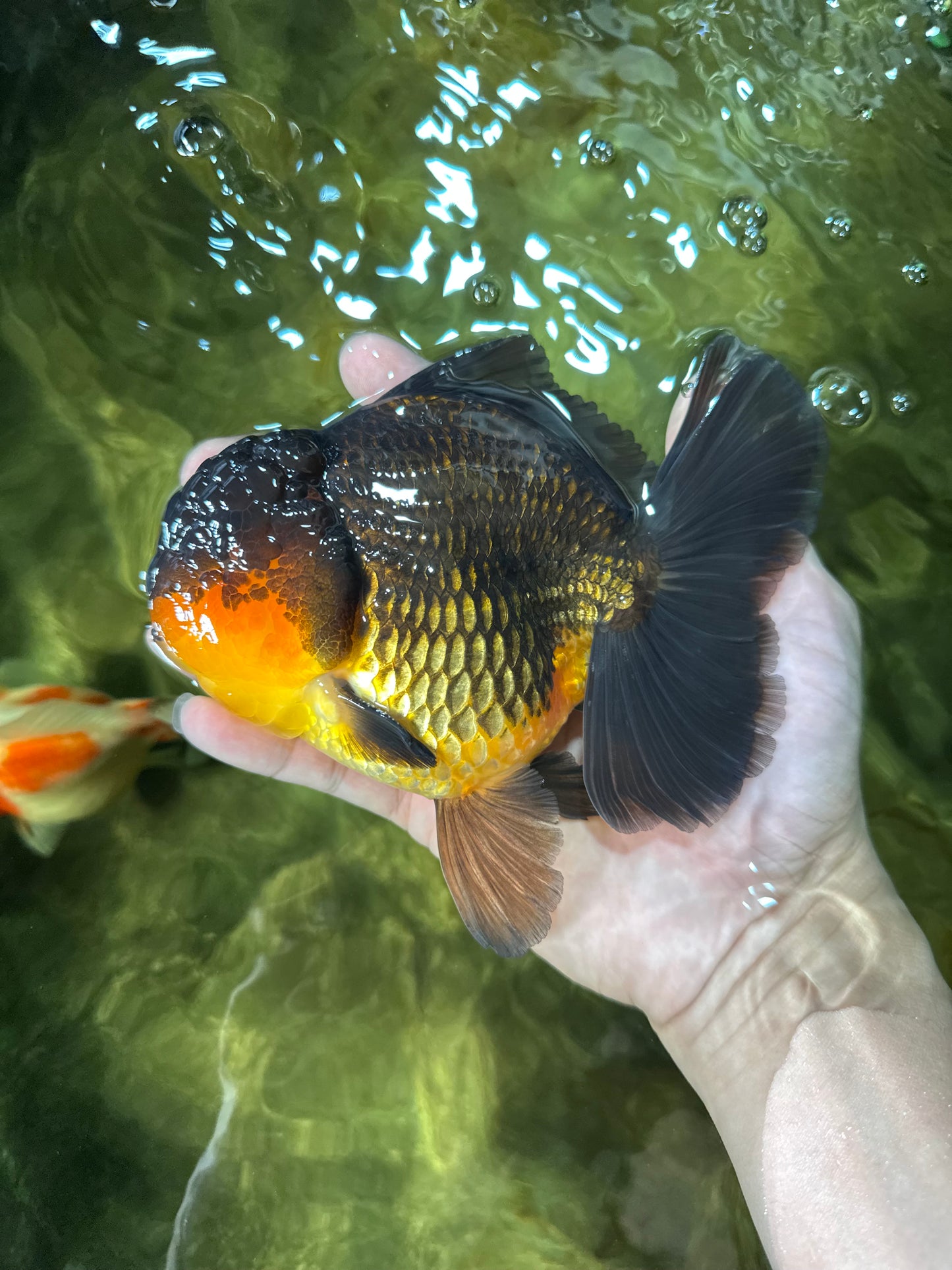 AAA Grade Godzilla Apache Oranda Male 5.5 inches #050925OR_55