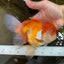 A Grade Orange White Oranda Female 6.5 inches #070425OR_22